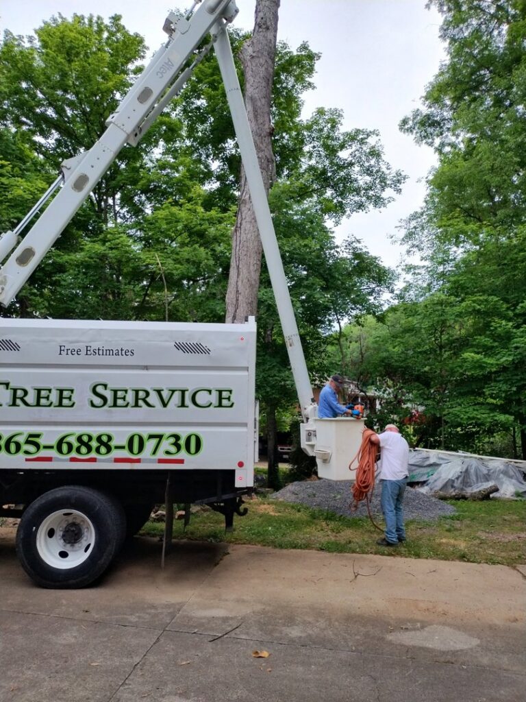 A tree service crew trimming a tree with a bucket truck at a residential property for The Tree Service in Knoxville, TN.