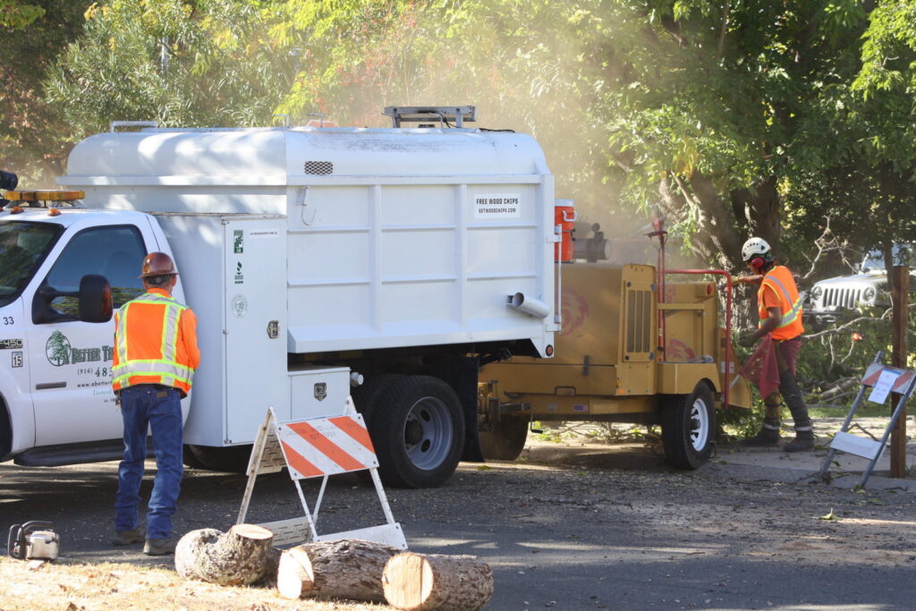 A tree service crew feeding branches into a wood chipper for debris removal by A Better Tree Service in Sacramento, CA.