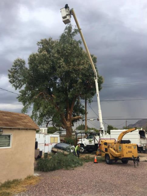 A tree service crew with a bucket truck and wood chipper performing tree work on a large tree for Rocky's Tree Service in Las Vegas, NV.