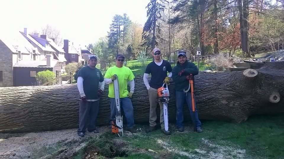 Tree service crew with chainsaws by a large removed tree trunk from 20/20 Landscaping and Tree Service in Pittsburgh, PA.