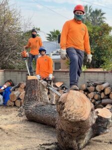 A tree service crew with chainsaws standing on cut logs after tree removal by acostatreeservice in Miami, FL.