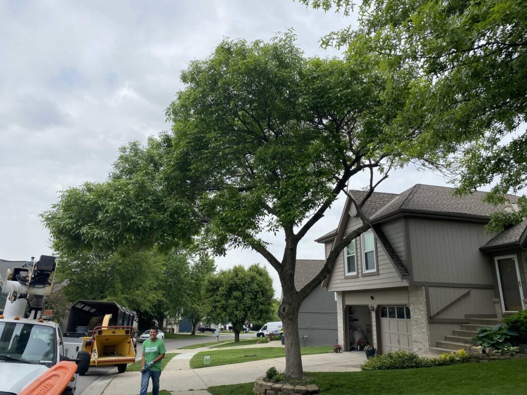 An Affordable Treefellers crew with a wood chipper and bucket truck performing tree service in a residential neighborhood in Shawnee, KS.
