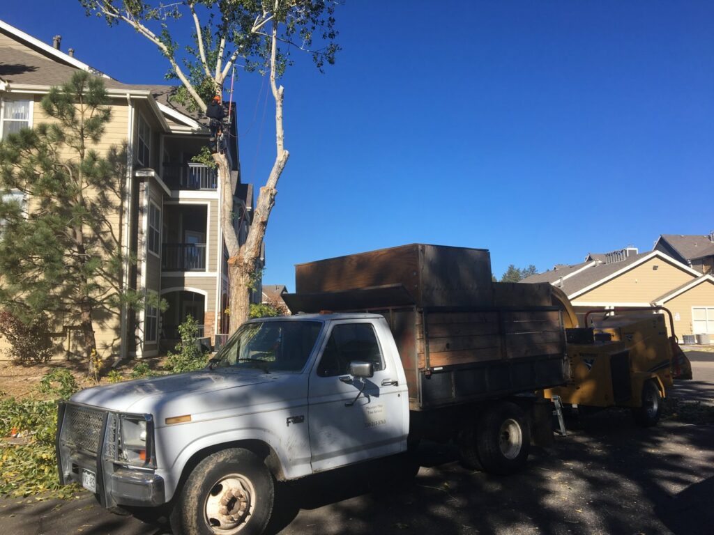 A tree service crew from Mountain Men Tree Service working on a tree with a wood chipper and truck in Denver, CO.