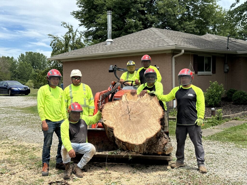 Condados Tree Service LLC crew in Indianapolis, IN, posing with a large tree stump removed from a residential property.