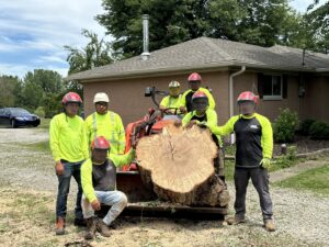 Condados Tree Service LLC crew in Indianapolis, IN, posing with a large tree stump removed from a residential property.