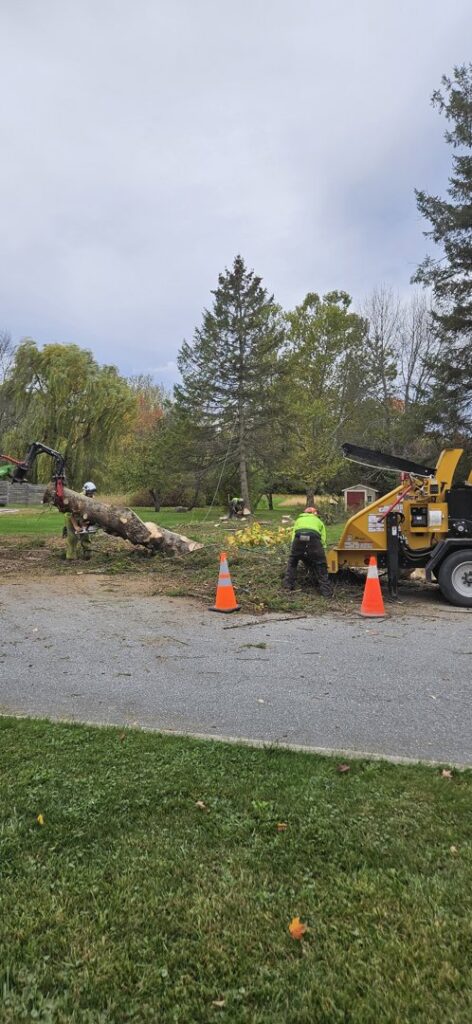 A tree service crew using a wood chipper to process felled trees on a paved area for Teacher's Tree Service in South Burlington, VT.