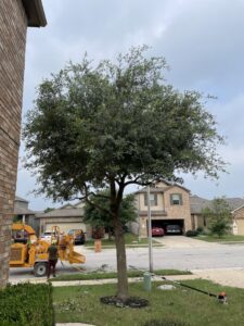 A tree service crew with a wood chipper and truck working on a tree in a residential area for Alex's Tree Services in Seattle, WA.