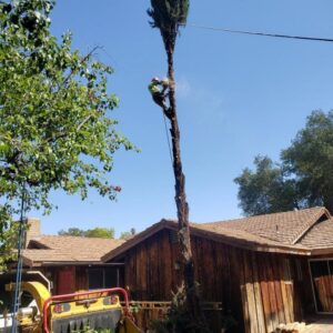 A tree service crew member working with a wood chipper and truck on a job site for Salcedo Tree Service Inc in San Diego, CA.