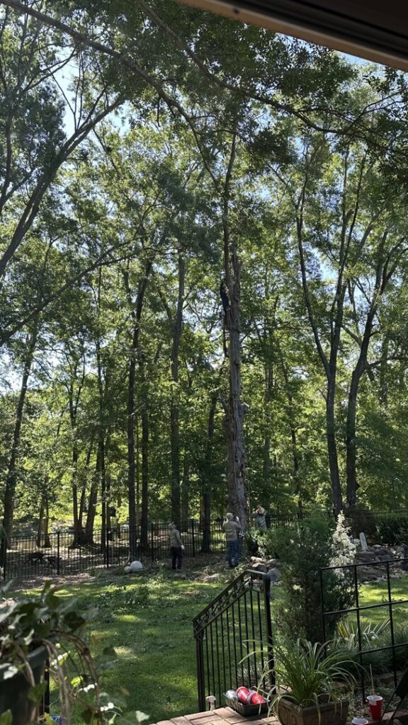 A tree service crew from Morales Services working on a tall tree, with one arborist high up and others on the ground in Greenville, SC.