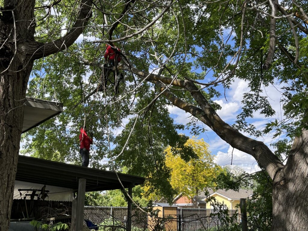 A tree service crew from Hunter Tree Services working on a tree removal project in Nampa, ID.