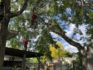 A tree service crew from Hunter Tree Services working on a tree removal project in Nampa, ID.