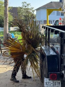 An Arbortex Tree Service worker loading palm fronds into a trailer for debris removal in Corpus Christi, TX.