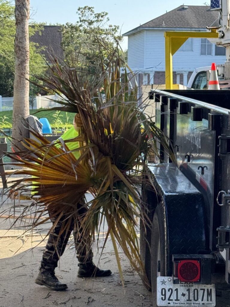 An Arbortex Tree Service worker loading palm fronds into a trailer for debris removal in Corpus Christi, TX.