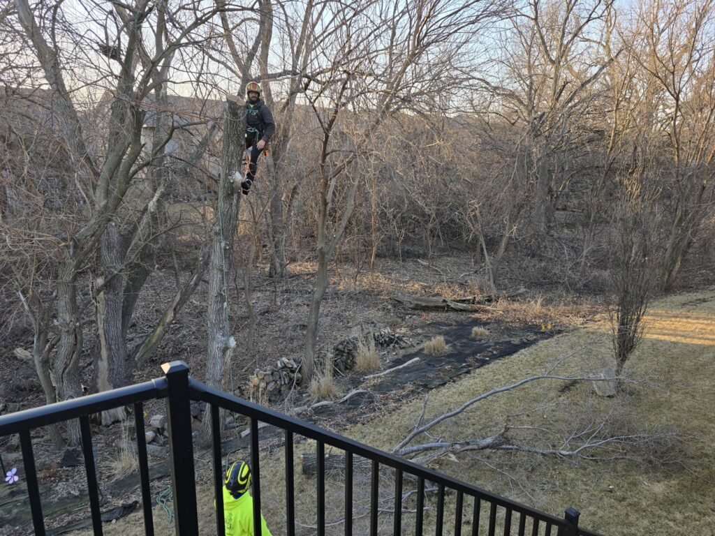 Monster Tree Service equipment, including a bucket truck, mini-loader, and wood chipper, with cut branches on a residential lawn in Omaha, NE.