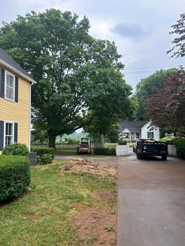 Tree service equipment, including a stump grinder and dump truck, at a job site by 865 Tree Care in Knoxville, TN.