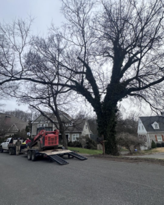 A small excavator on a trailer parked on a driveway next to a large tree, ready for tree service by Paul Bunyan Tree Service in Grand Prairie, TX.