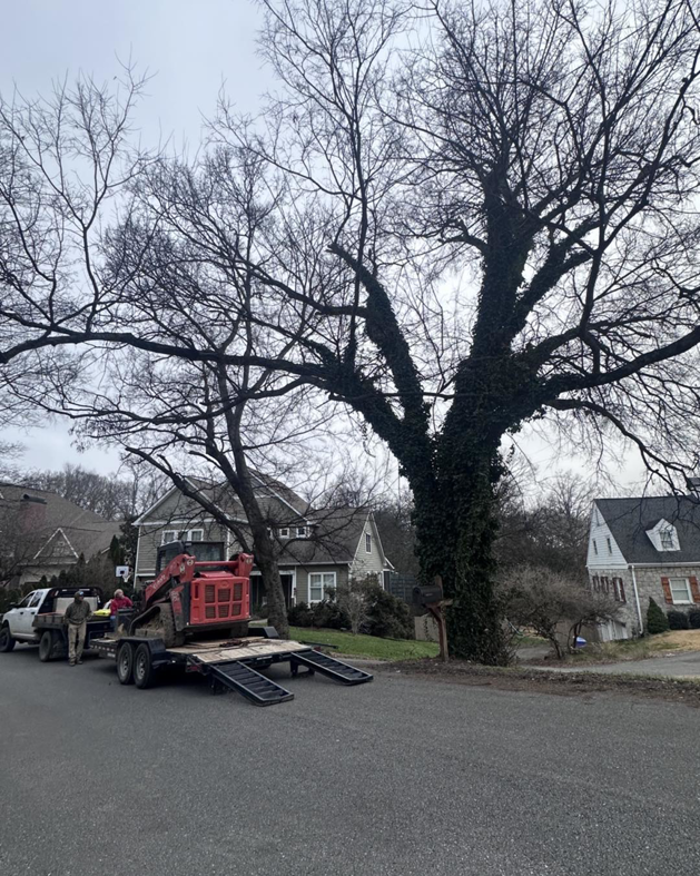 A small excavator on a trailer parked on a driveway next to a large tree, ready for tree service by Paul Bunyan Tree Service in Grand Prairie, TX.