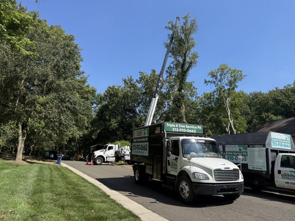 A fleet of Triple A Tree Service PA trucks, including a crane and chipper, set up for a job in Philadelphia, PA.