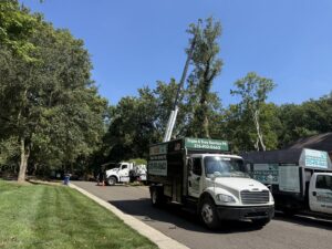 A fleet of Triple A Tree Service PA trucks, including a crane and chipper, set up for a job in Philadelphia, PA.
