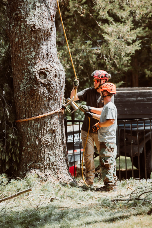 Tree service ground crew managing ropes and equipment during a tree removal project by Crown Cleaners in Warwick, RI.