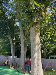 Olvin's Tree Service Inc ground crew providing support and managing ropes during tree work in Studley, Brockton, MA.