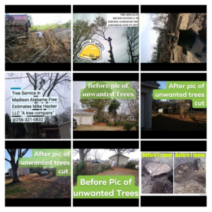 A collage showcasing various tree service jobs, including removal, stump grinding, and climbing by Hacker LLC The Tree Service in Madison, AL.