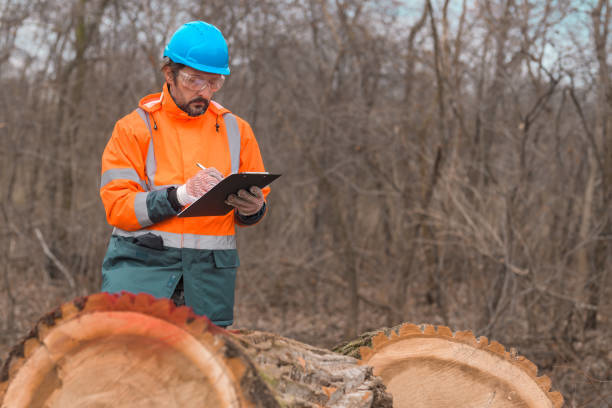 A tree service professional in safety gear assessing cut logs for Glorioso Tree Service in Kansas City, MO.