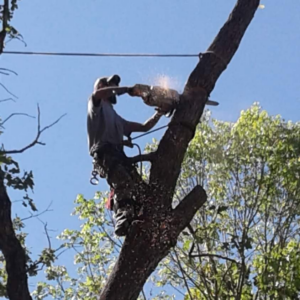 A tree service professional using a chainsaw to cut a branch high in a tree for Climbers Unlimited Professional Tree Service in Onalaska, TX.
