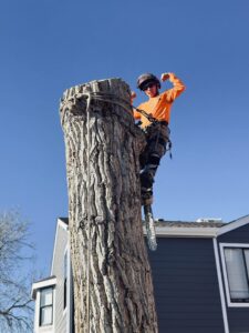 A tree service professional in safety gear climbing a tall tree trunk for DelaRosa Tree Service LLC in Denver, CO.