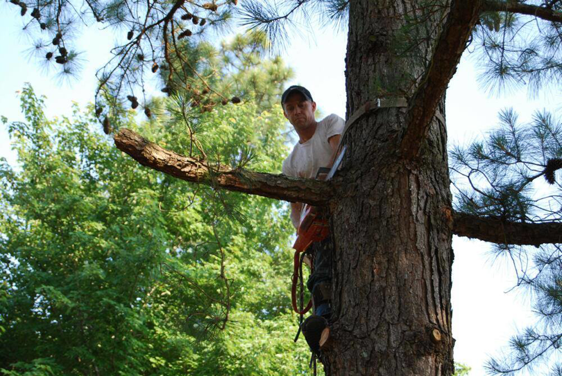 A tree service professional cutting a branch while harnessed in a tree for Daniel's Tree Service in Columbia, SC.