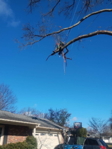 A tree service professional suspended in a tree, expertly cutting branches for Mother Nature & Co in Lexington, KY.