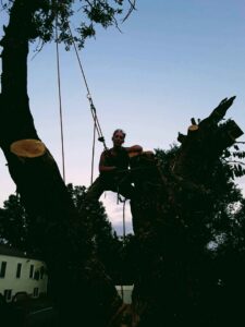 A tree service professional in a tree with fresh cuts visible, working for Wooded Ways Tree Removal in Cincinnati, OH.