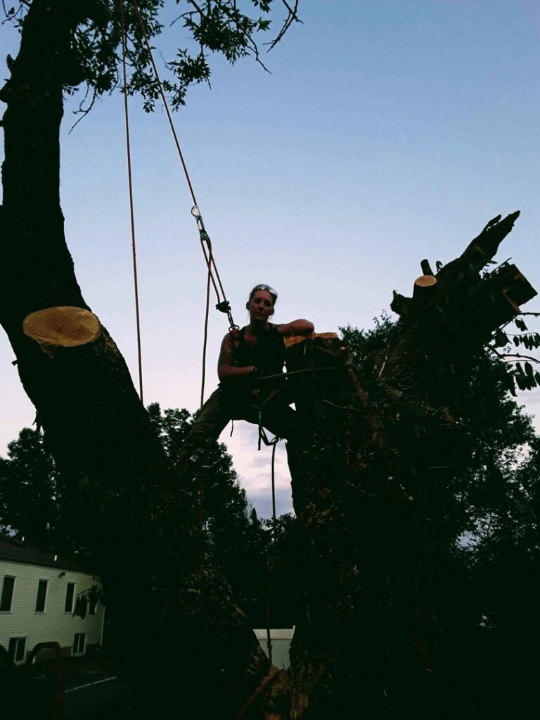 A tree service professional in a tree with fresh cuts visible, working for Wooded Ways Tree Removal in Cincinnati, OH.