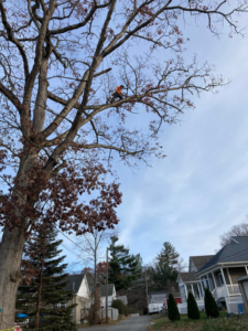 A tree service professional in safety gear working high in a tall tree for Ty The Tree Guy in Worcester, MA.
