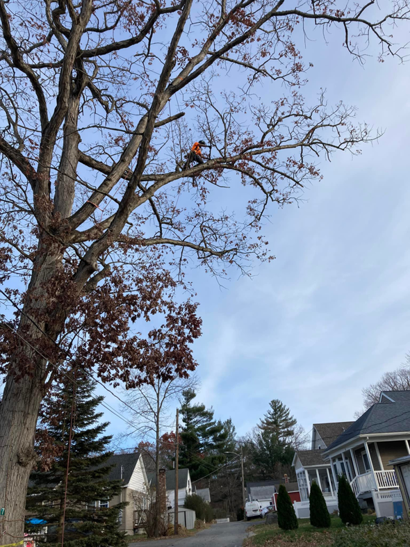 A tree service professional in safety gear working high in a tall tree for Ty The Tree Guy in Worcester, MA.