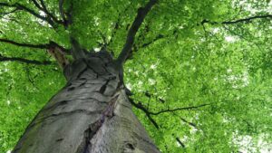 A tree service professional using a bucket lift to trim branches from a large tree for Alpine Tree Service in Reno, NV.