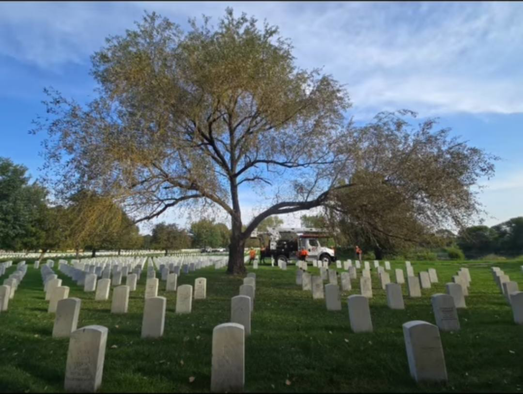 Tree service crew and equipment preparing to work on a large tree for Precision Landscape and Tree in Little Canada, MN.