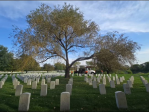 Tree service crew and equipment preparing to work on a large tree for Precision Landscape and Tree in Little Canada, MN.