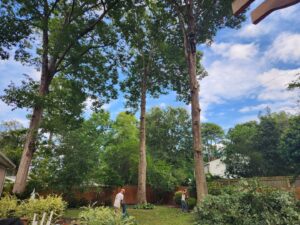 A tree service team from Broccolo Tree Care working on multiple tall trees in Rochester, NY.