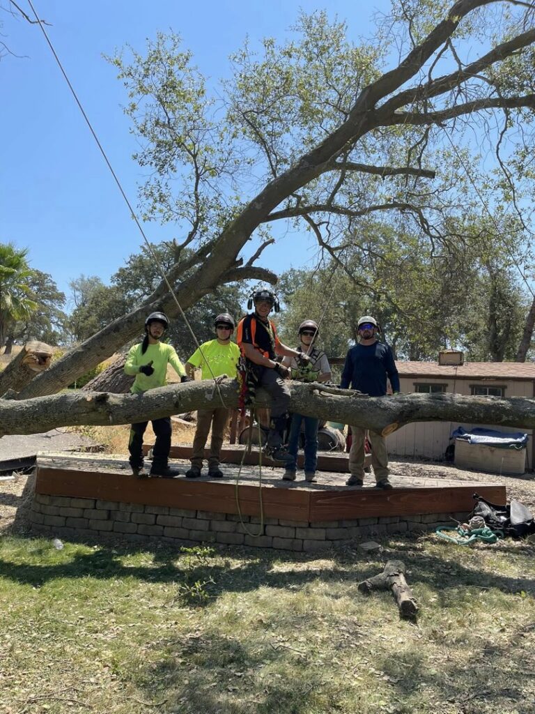 A team of five tree service workers in safety gear standing under a large, recently fallen tree branch, ready for cleanup by Nexus Tree Solution's in Sacramento, CA