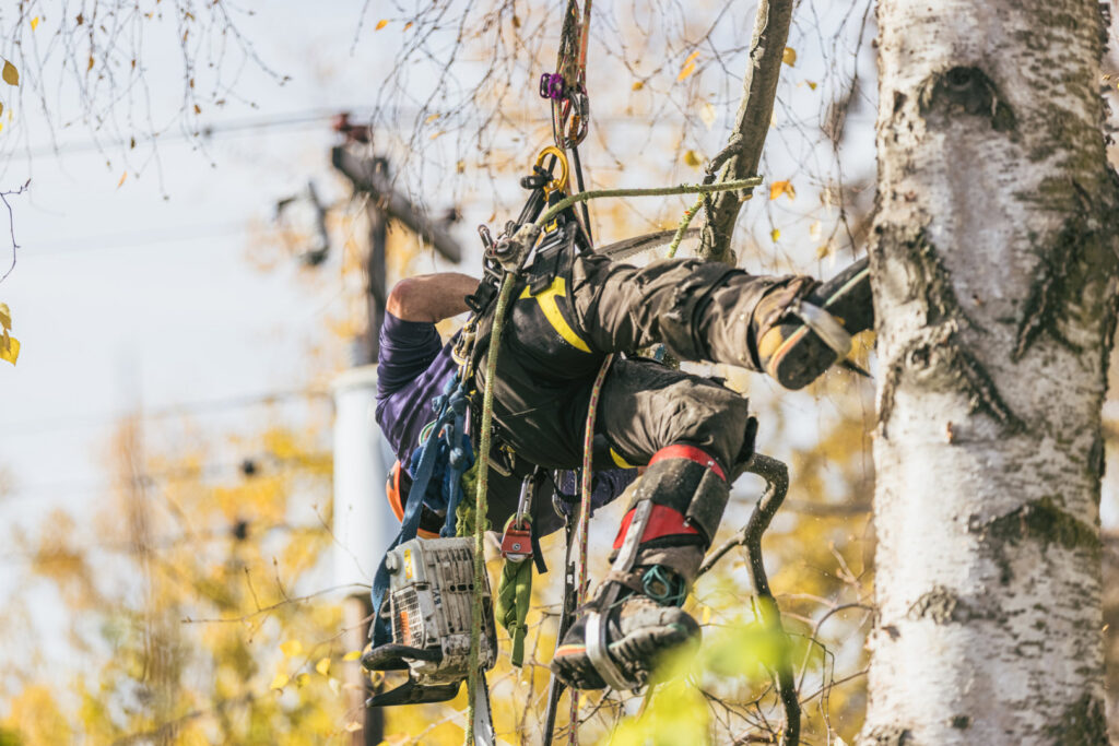 The Boreal Tree Care team standing on a large felled log after a tree removal job in Anchorage, AK.
