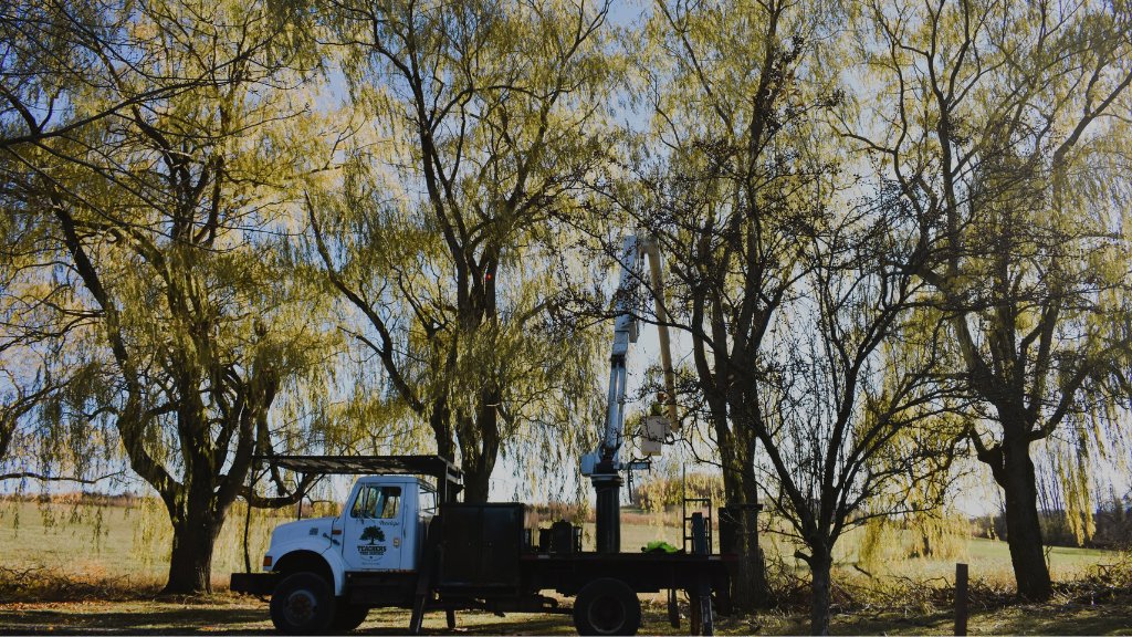 A white tree service truck with a boom lift parked under large trees, displaying the Teacher's Tree Service logo in South Burlington, VT.