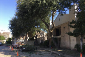 A Roman Tree Services LLC truck with a trailer full of branches and debris at an apartment complex job site in Cambridge, MA.