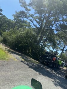 A tree service truck with a worker at a job site under tall trees for Delmarva Tree LLC in Smyrna, DE.