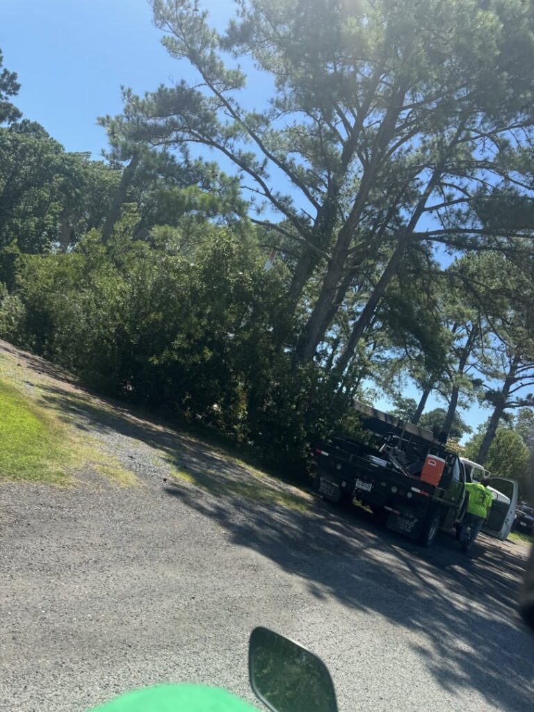 A tree service truck with a worker at a job site under tall trees for Delmarva Tree LLC in Smyrna, DE.