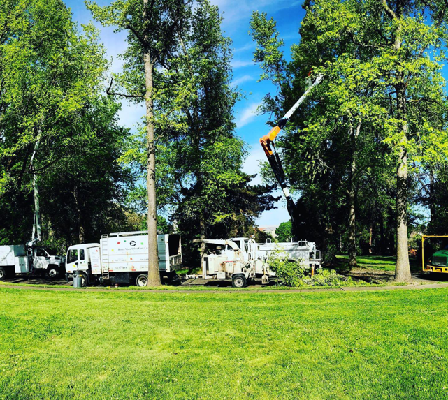 Tree service trucks and equipment set up for a job in a park-like setting by Buena Vista Arbor Care Co., Inc. in Corvallis, OR