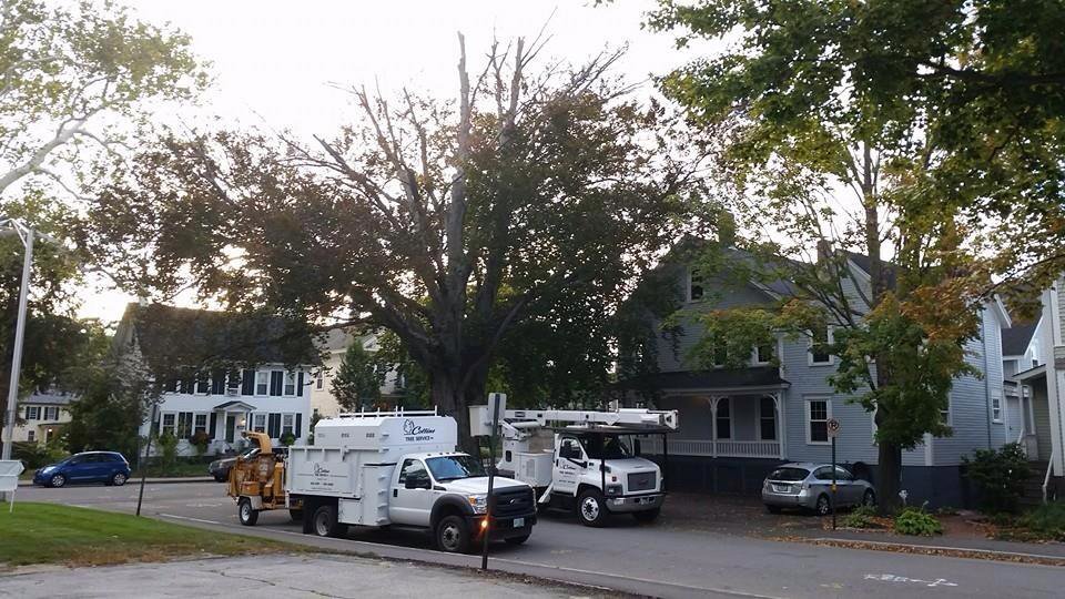 Collins Tree Service, Inc. trucks and equipment parked on a residential street after tree work in Hooksett, NH.