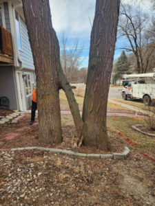 A tree service worker and truck visible during a job by Kimball Tree Service in Bellevue, NE