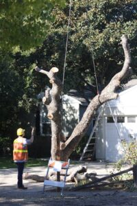 A tree service worker standing next to a partially removed tree at a job site for A Better Tree Service in Sacramento, CA.