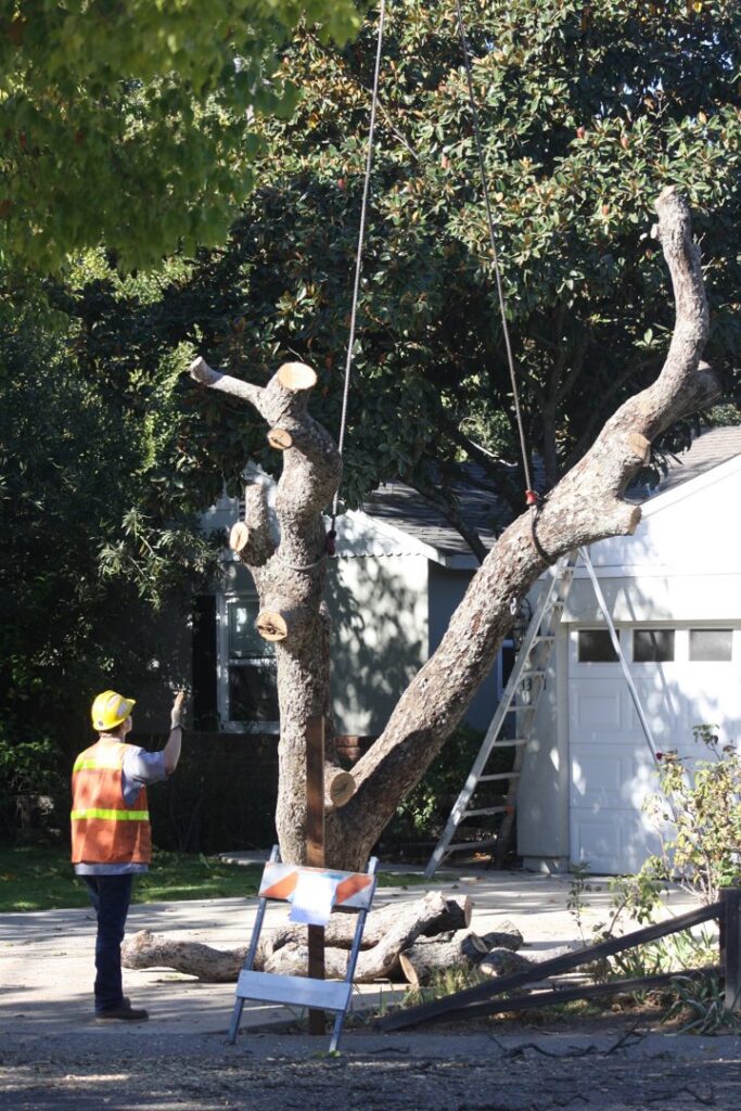 A tree service worker standing next to a partially removed tree at a job site for A Better Tree Service in Sacramento, CA.